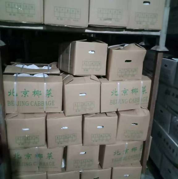 Chinese beijing cabbage export / fresh vegetables mixed container loading