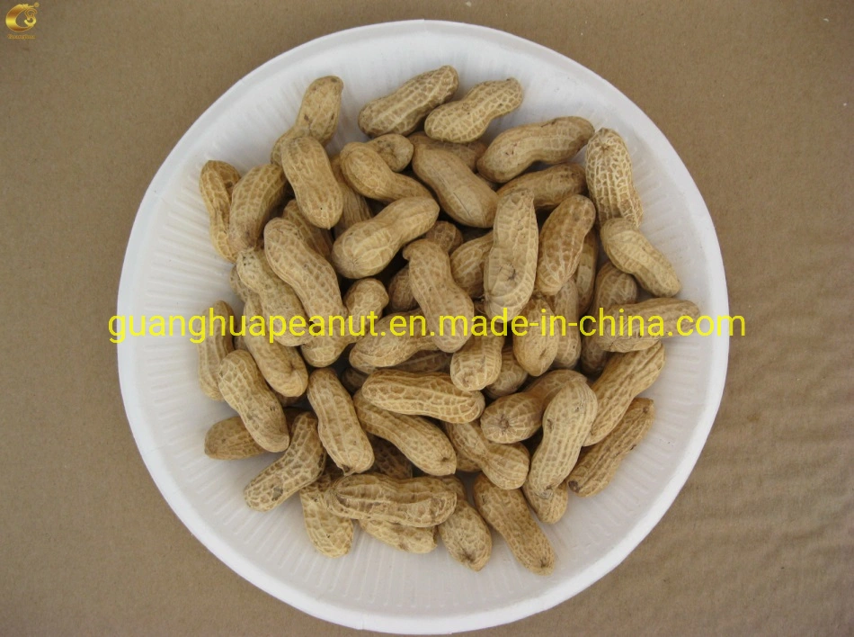 Factory Price Roasted Peanut in Shell Peanuts