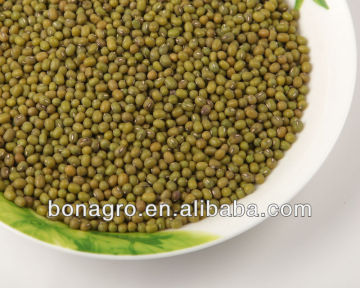 chinese Green Mung bean