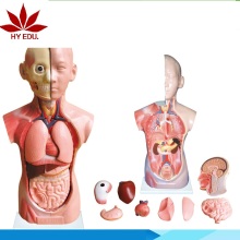Medical Model Human Anatomy Torso with Head, Neck, and Trunk