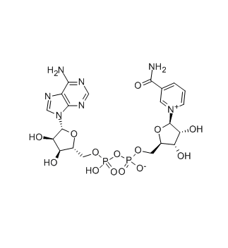 Venta caliente Beta-Diphosphopyridine nucleotide CAS 53-84-9