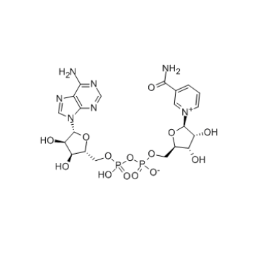 High Purity Beta-Diphosphopyridine Nucleotide 53-84-9