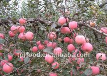 red fuji apples grade A for Indian market