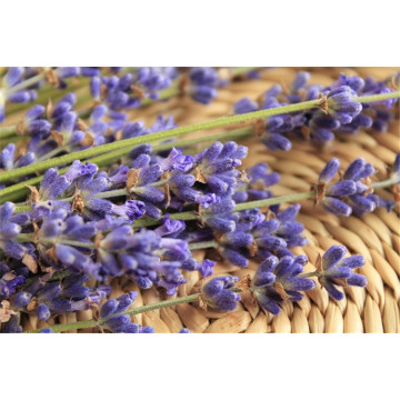 Commercio all&#39;ingrosso di olio essenziale di lavanda biologica