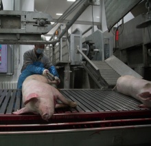 Pig Slaughter Machine - Butcher Equipment from Slaughter Equipment Manufacturer