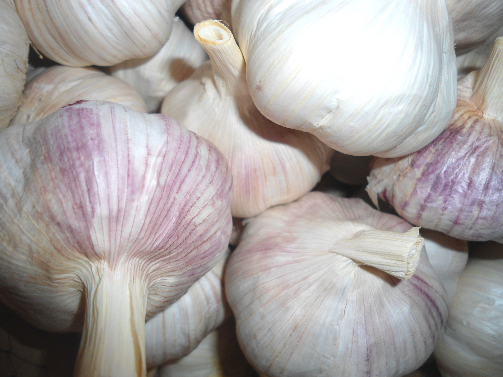 normal white garlic