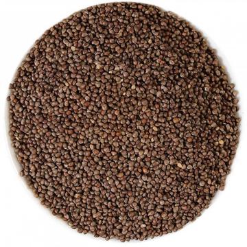 Perilla Seeds Good quality