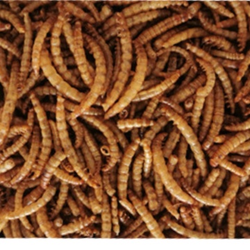 Dry Mealworm Pet Food - High Protein Snacks for Hamsters, Parrots, Fish, Birds, and Frogs