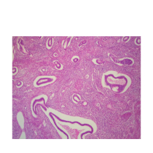 Human Uterus Histology Slides for Higher Education