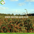 Pemakanan Berkualiti Tinggi Pemakanan Berry Bio Goji