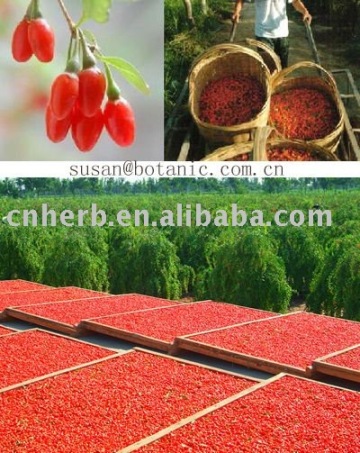 Goji//Ningxia Goji/goji berry/wolfberry