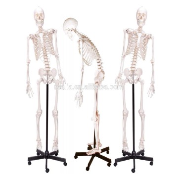 Human Skeleton model