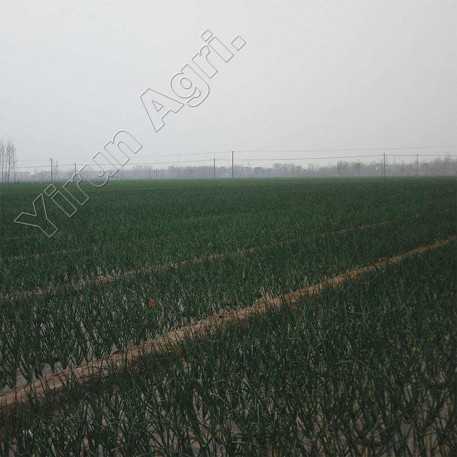 yellow onion plant