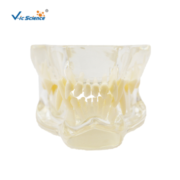 Animal Teeth Anatomy Medical Model
