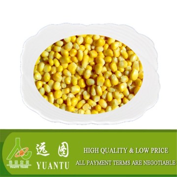 Frozen Sweet Corn Kernels IQF Sweet Corn