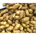 Shamba za Fresh Fresh For Export With Price Low