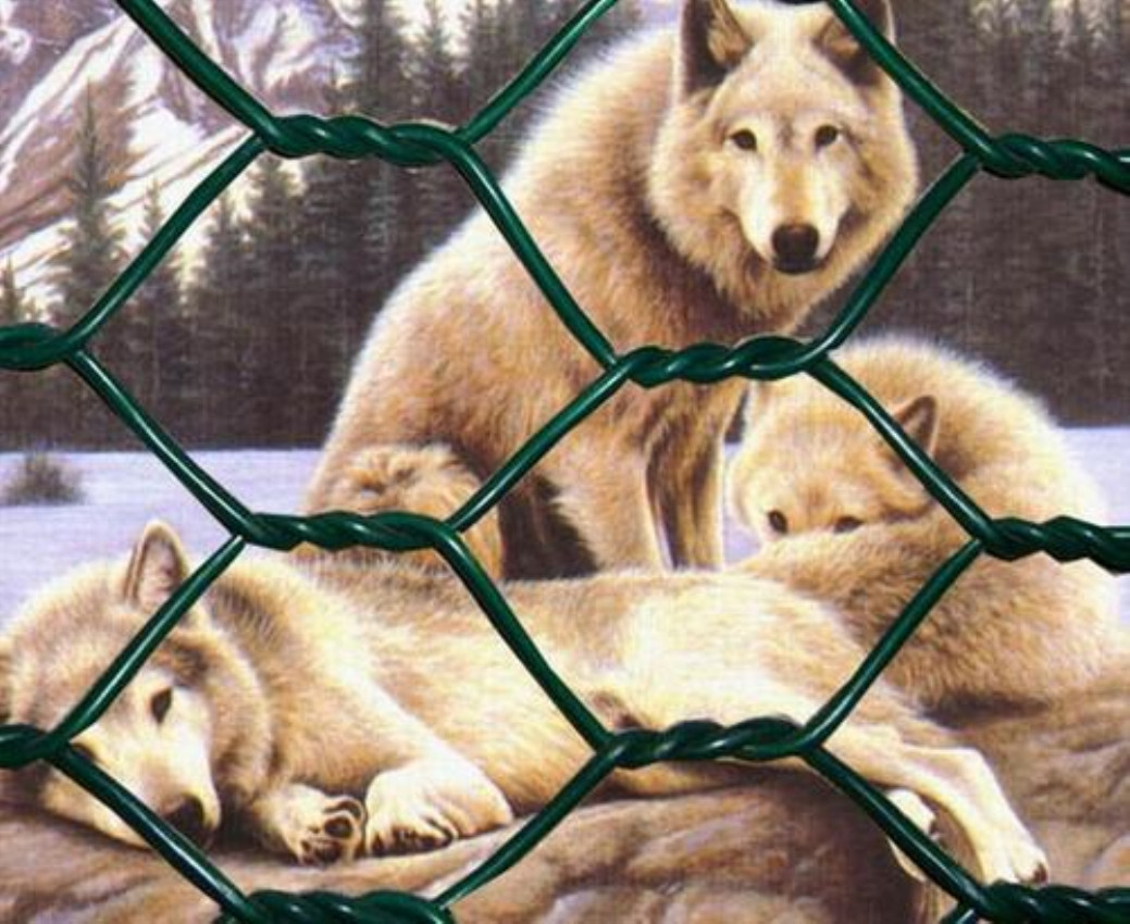 Malla de alambre hexagonal Fox Fox Hexagonal wire mesh