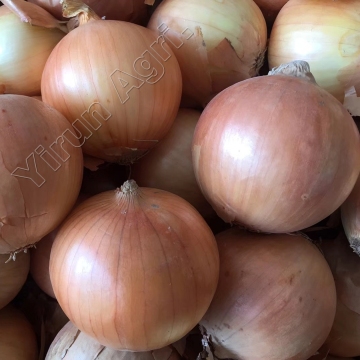 Organic Onions for Wholesale