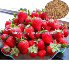 2015 New Big Red White Black Strawberry Seeds hot sale!!