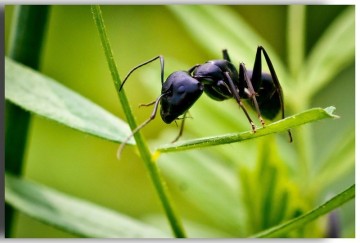 High quality Black Ant Extract Formic acid