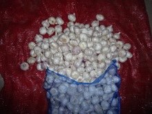 High Quality Normal White Garlic Size 4.5cm