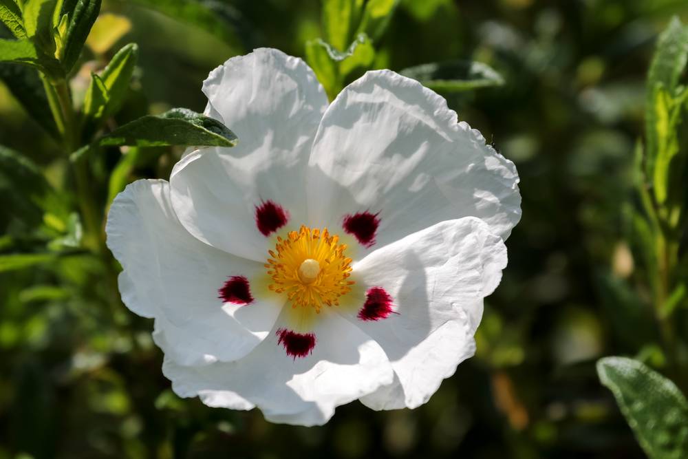 rock rose extract (1)