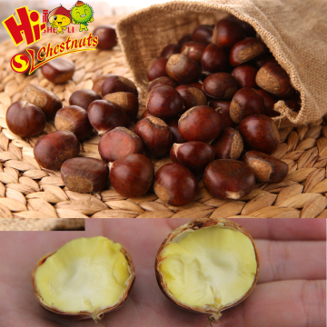 Best Chinese chestnuts for sale--Organic kuancheng Chestnuts