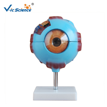 Giant Human Eye Model