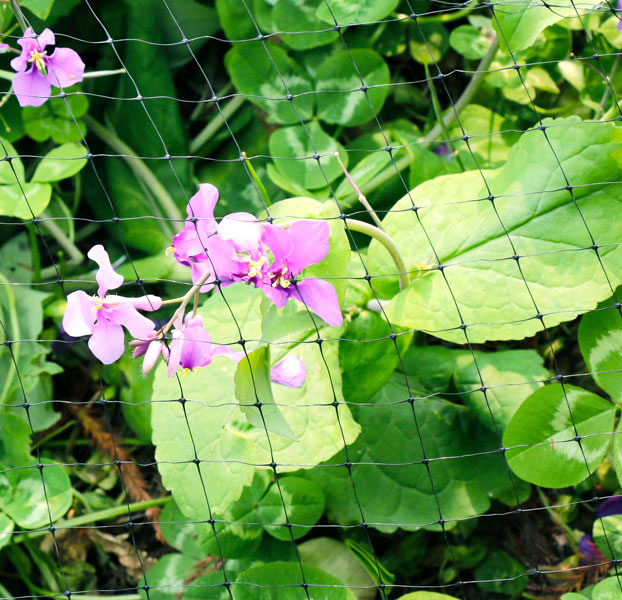 Rete da giardino in plastica estrusa per agricoltura