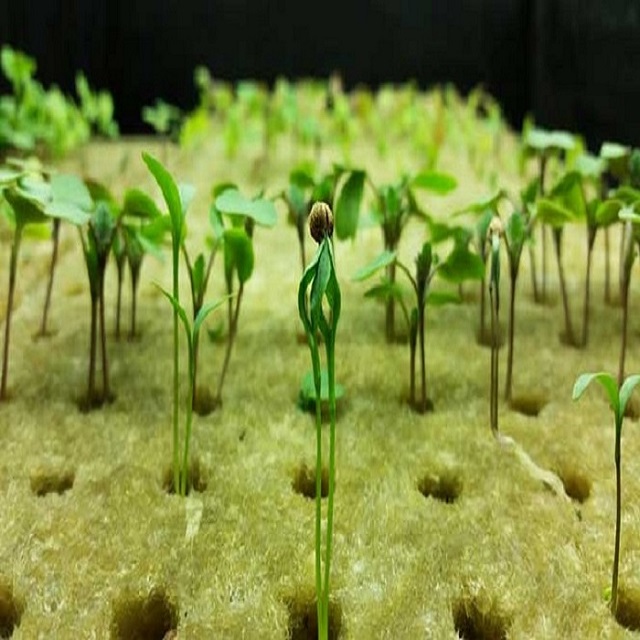 Hydroponic rock wool for plants growing