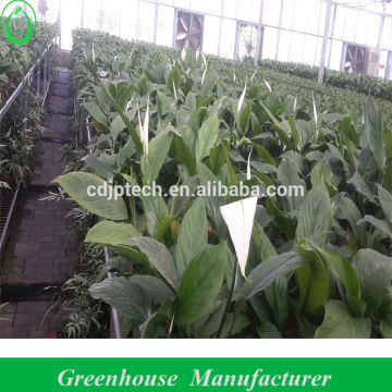 Hot Sale Multi Span Green House for Anthurium