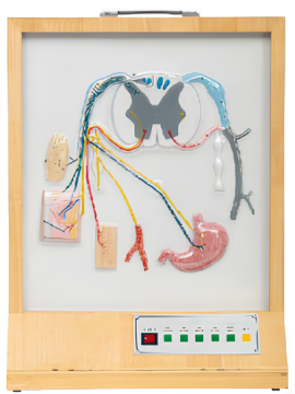 Composition and distribution electric model of spinal nerve