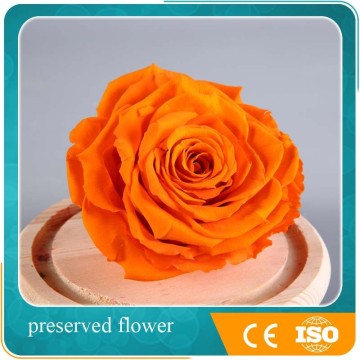 wholesales orange natural preserved rose head