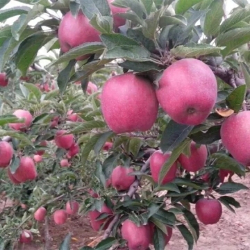 Red Delicious Apple Huaniu Apple