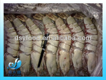 FROZEN BROWN TIGER PRAWN/TIGER SHRIMP