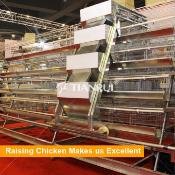 Automatic layer poultry equipment price
