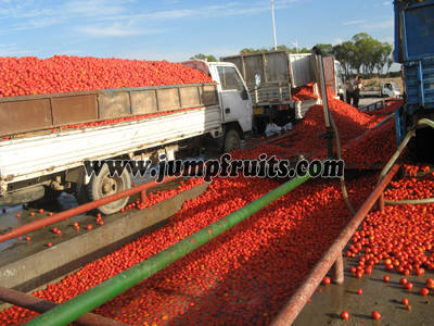 tomato jam processing plant