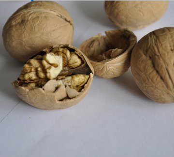 High quality paper shell walnut kernel