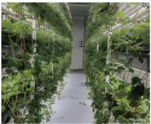 Strawberry cultivation type YD40JBC-B01-TK