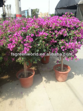 Bougainvillea spectabilis shrub trees