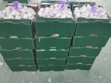 New garlic exported to South America