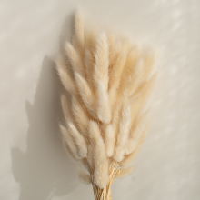 Hot Lagurus Bunny Tails - Dried Flowers and Grass Bunny Tails
