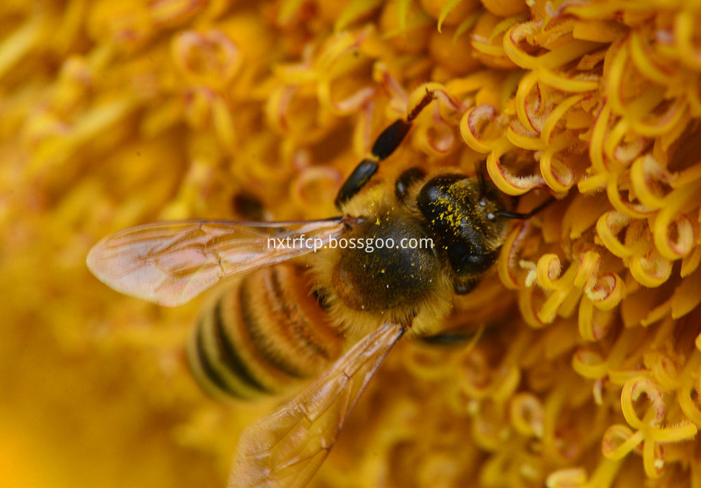 sunflower bee