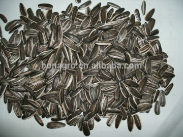 machine clean sunflower seeds