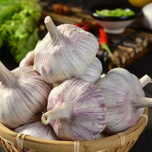 High Quality Garlic Products for Daily Needs