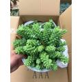 Sedum morganianum in stock