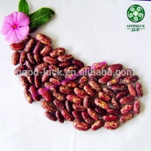 2014 Crop Purple Spotted Kidney Beans