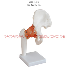 Life-Size Hip Joint-J3C1.19.110