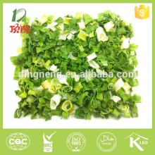 dehydrated chive flake and roll 8x8 5x5 base plant