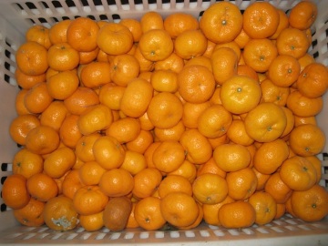 Fresh Sweet Baby mandarin